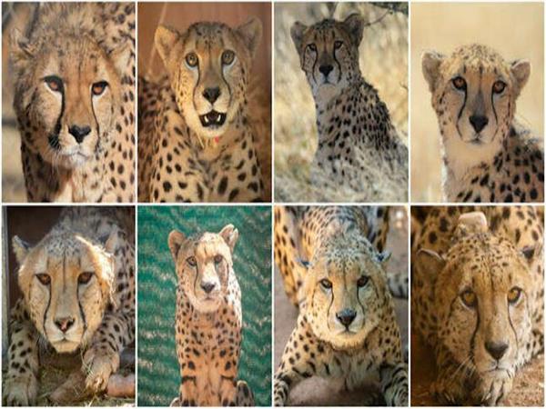 Cheetah in Kuno National Park